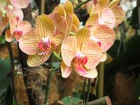 Stopover Singapur - Orchard Garden