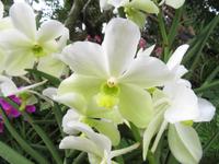 Stopover Singapur - Orchard Garden