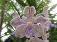 Stopover Singapur - Orchard Garden