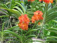 Stopover Singapur - Orchard Garden