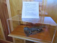 Matakohe Kauri Museum - Tuatara