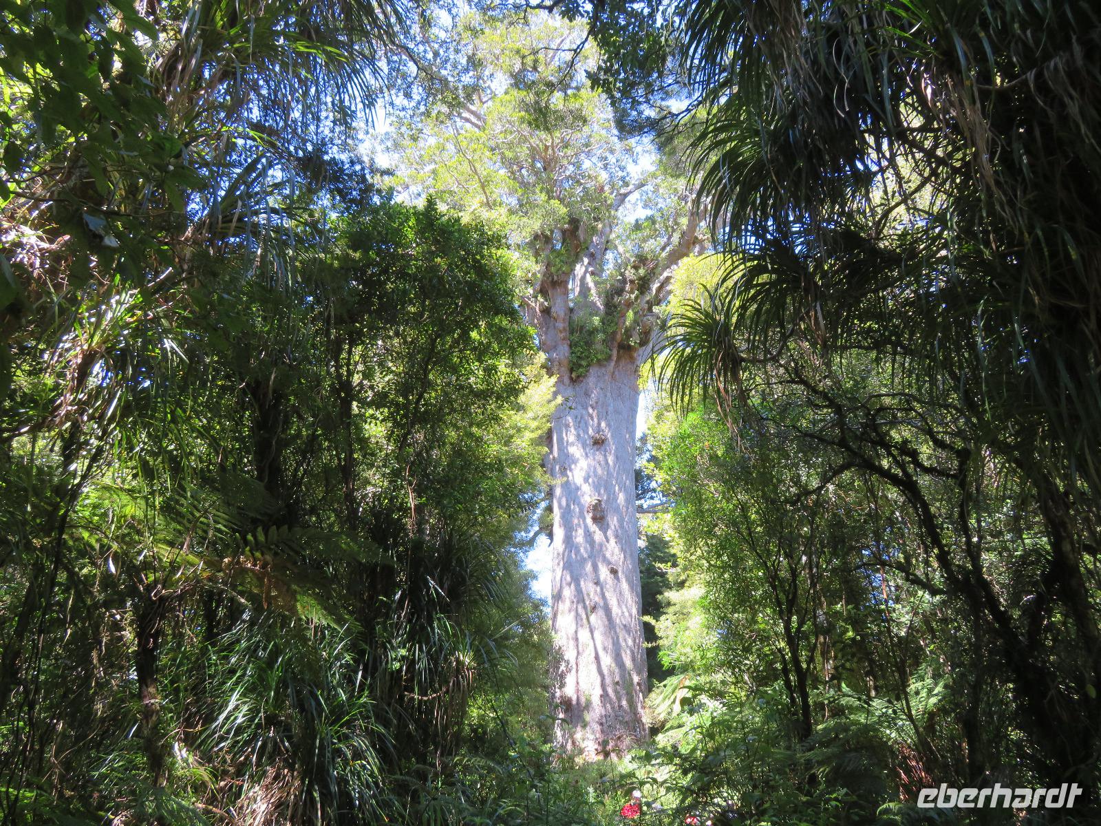 Tane Mahuta