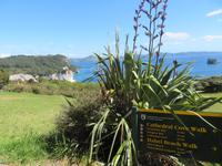 Cathedral Cove - Walkway