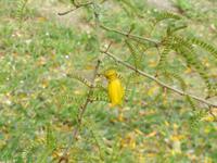 Huka Falls - Kowhai Blüte
