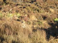 Tongariro Nationalpark