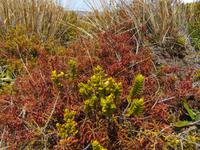 Wanderung - Taranaki Falls - Tama Lakes
