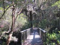 Buschwalk in Ohakune