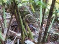 Buschwalk in Ohakune