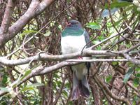 Kapiti Island - Keruru, die Waldtaube