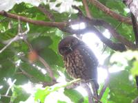 Kapiti Island - Ruru, der Kuckuckskautz