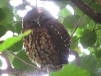 Kapiti Island - Ruru, der Kuckuckskautz