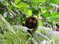 Kapiti Island - Koru