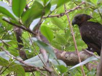 Kapiti Island - Kaka