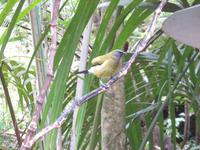 Kapiti Island - Bellbird