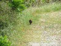 Kapiti Island - Baby Pukeko