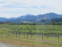 Wairau Valley - Weinberge