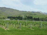 Wairau Valley - Weinberge
