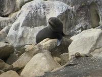 Abel Tasman Nationalpark - Seebären