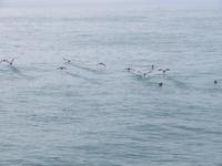 Abel Tasman Nationalpark - Katamarancruise