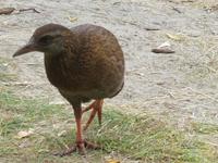 Abel Tasman Nationalpark - Weka