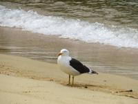 Abel Tasman Nationalpark - Katamarancruise