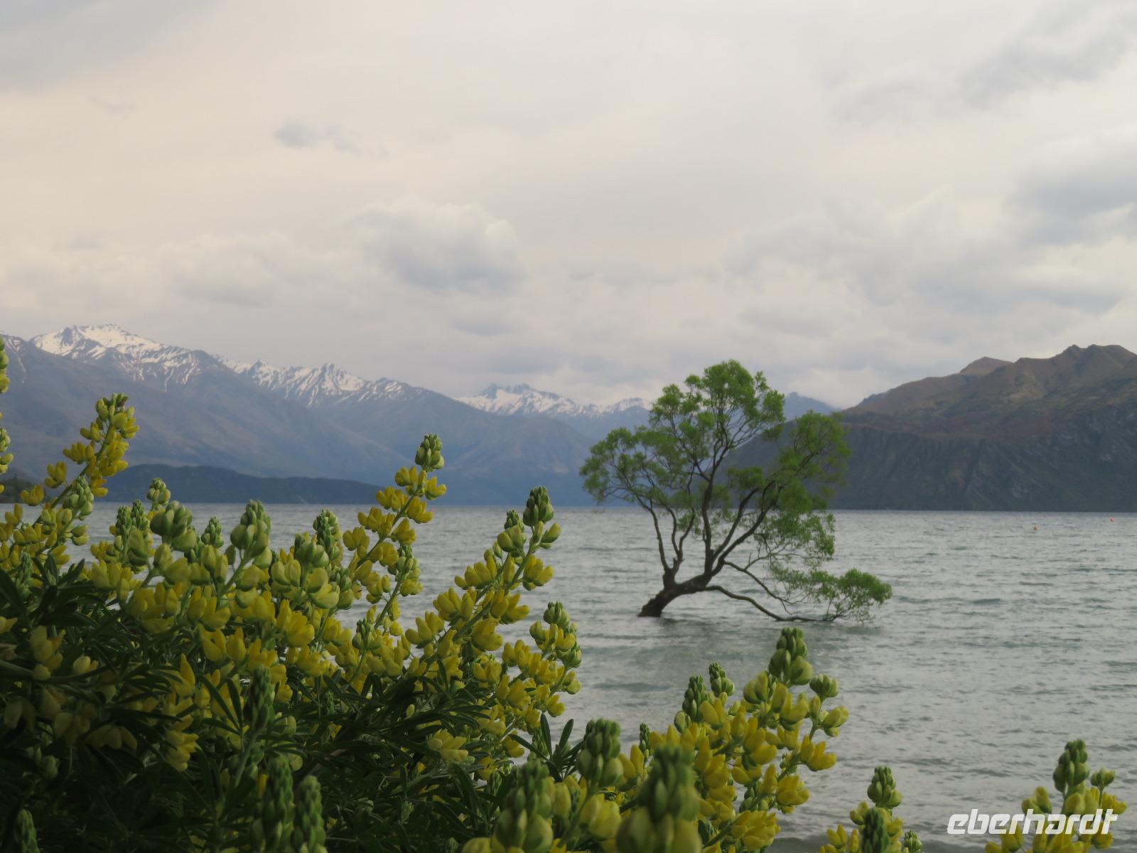 Lake Wanaka