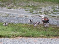 Walter Peak Station - Paradiesenten