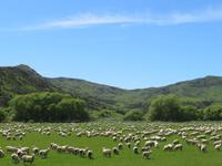 Queenstown - Te Anau