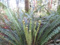 Te Anau - Keplertrek