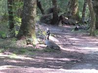 Te Anau - Keplertrek