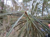 Te Anau - Keplertrek - Lancewood