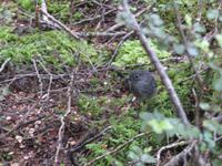 Te Anau - Keplertrek - Robin