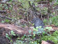 Te Anau - Keplertrek - Robin