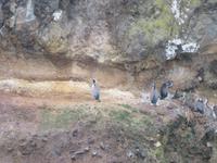 Dunedin - Fahrt mit der Monarch - Shags