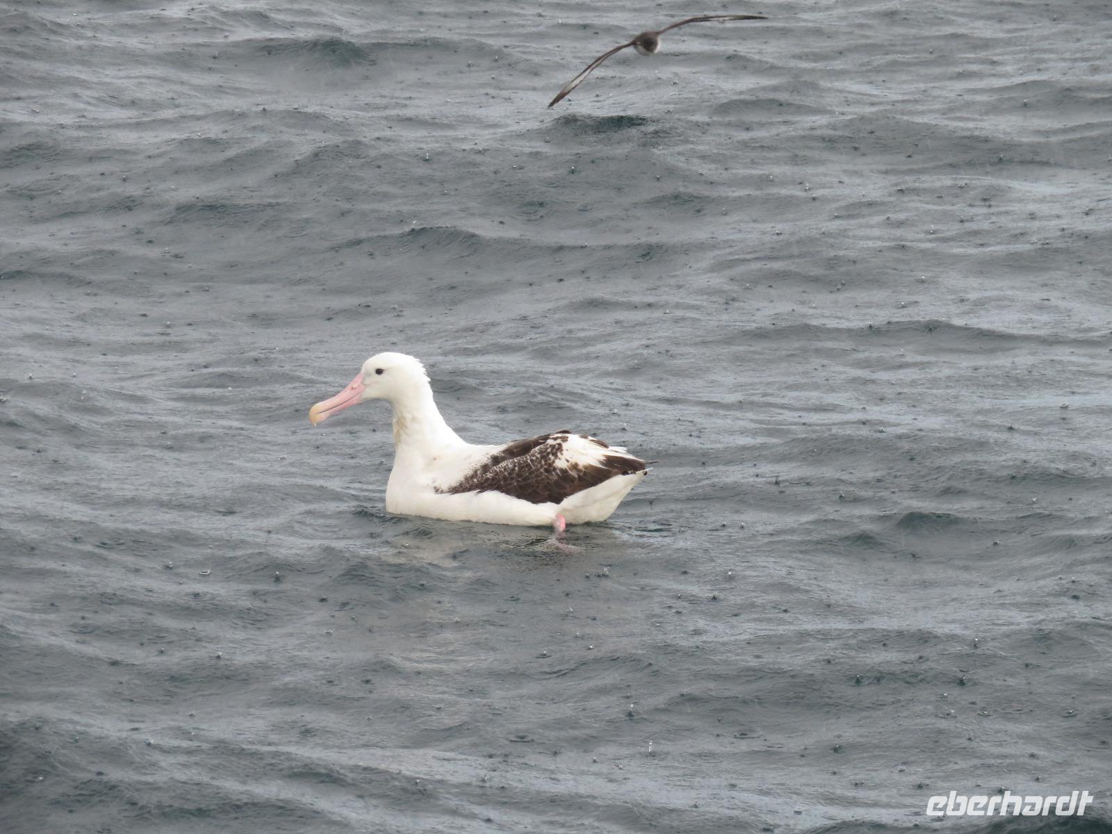 Dunedin - Fahrt mit der Monarch - Albatross