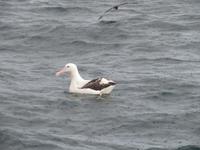 Dunedin - Fahrt mit der Monarch - Albatross