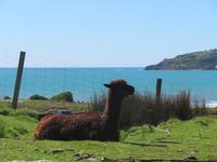 Dunedin - Mt. Cook - Alpakas bei den Moeraki Boulders