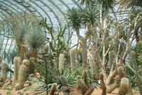 Flower Dome in Singapur (3)