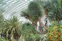 Flower Dome in Singapur (4)