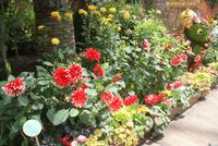 Flower Dome in Singapur (6)