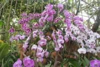 Orchideengarten Singapur (3)