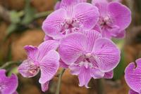 Orchideengarten Singapur (4)