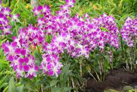 Orchideengarten Singapur (6)