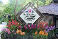 Orchideengarten Singapur (7)