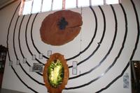 Kauridurchmesser (3)