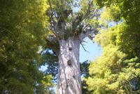 Tane Mahuta