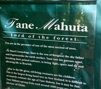 Tane Mahuta (3)