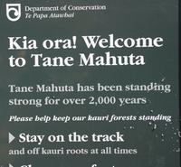 Tane Mahuta (6)
