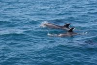 Delphine zu Besuch (3)