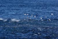 FIschschwarm in der Bucht der Inseln